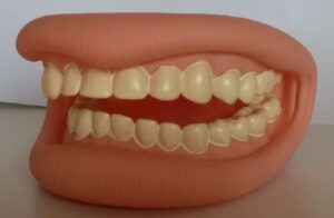 Mouth Model